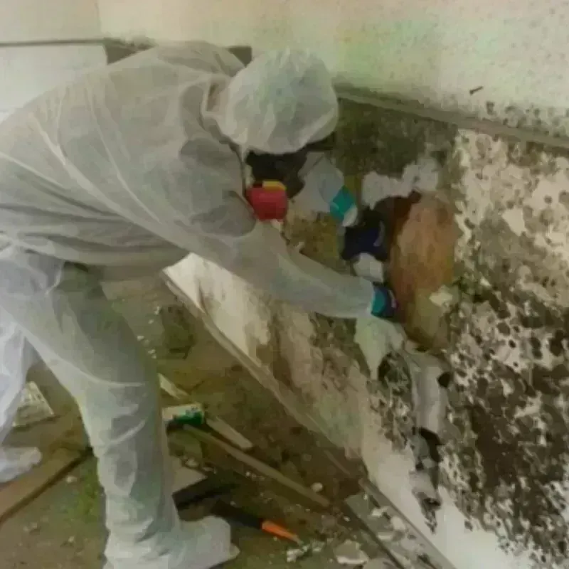 Mold Remediation and Removal in Quartzsite, AZ